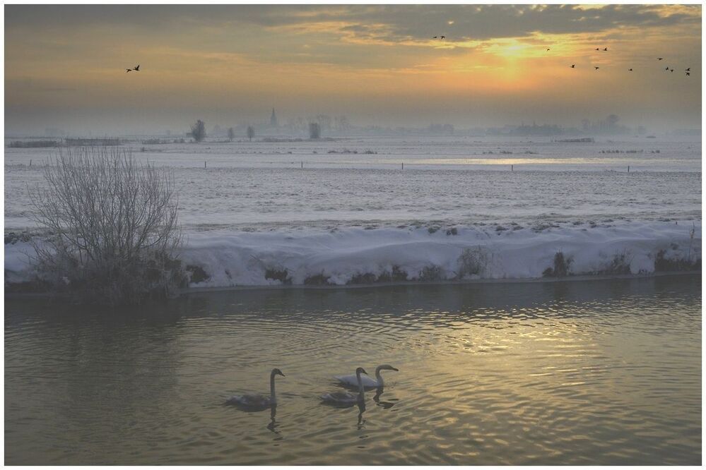 Geese in the morning light.