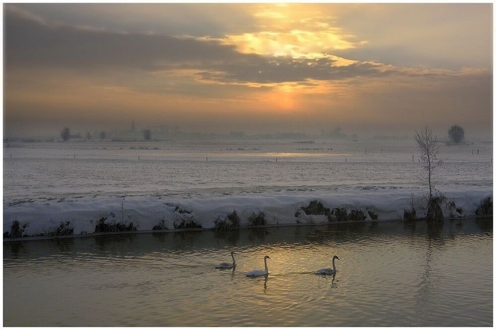 Geese in the morning light.