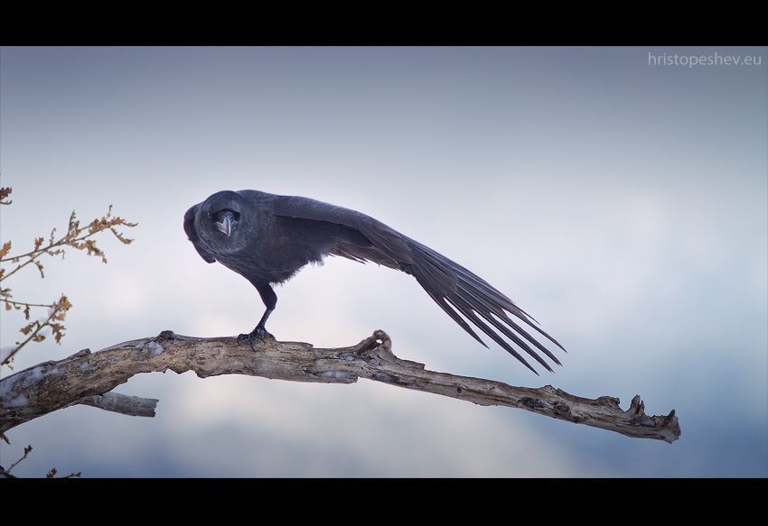 Raven / Ворон
