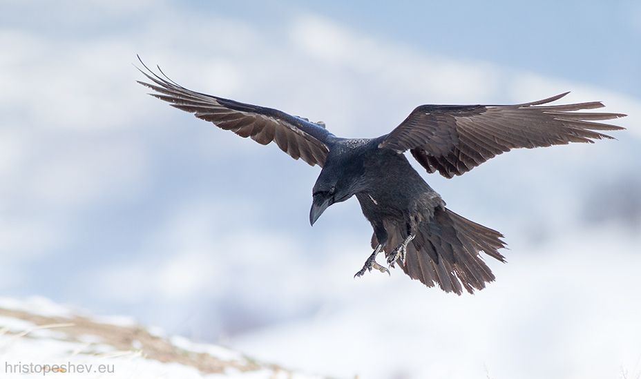 Raven / Ворон