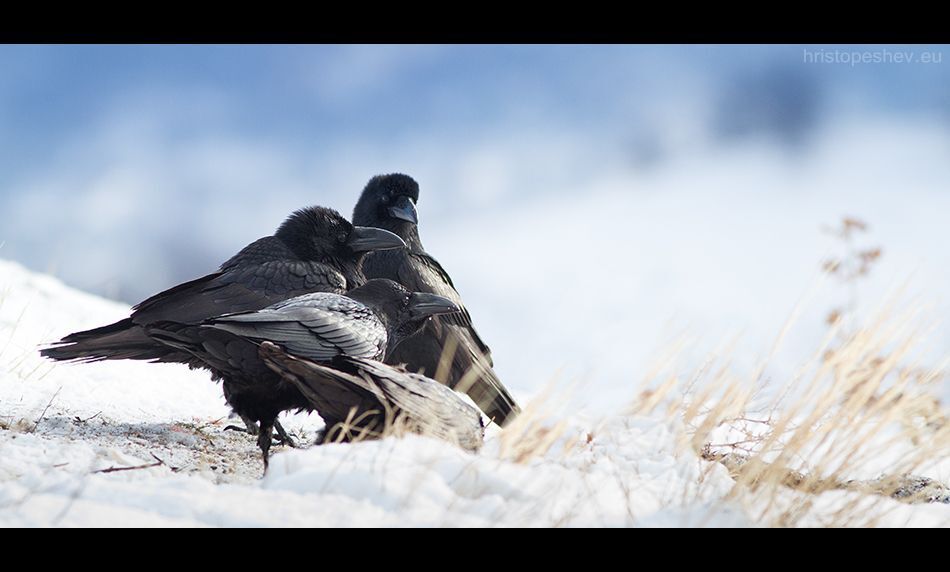 Raven / Ворон