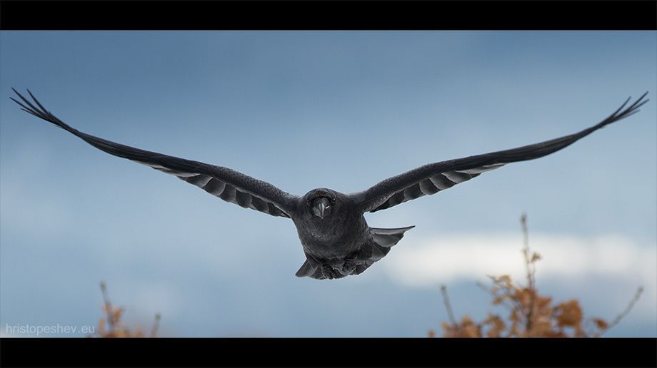 Raven / Ворон