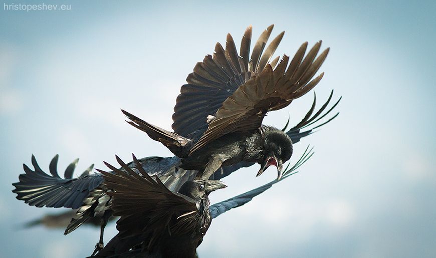 Raven / Ворон