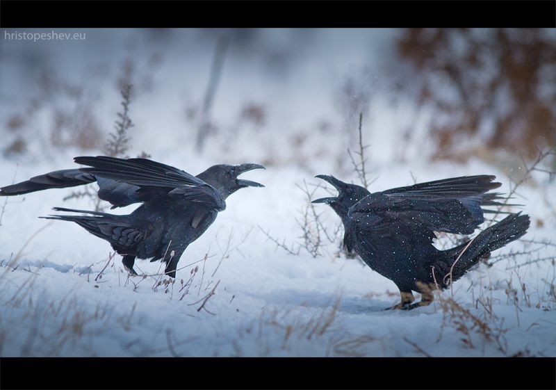 Raven / Ворон