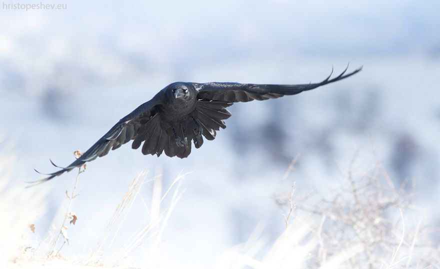 Raven / Ворон
