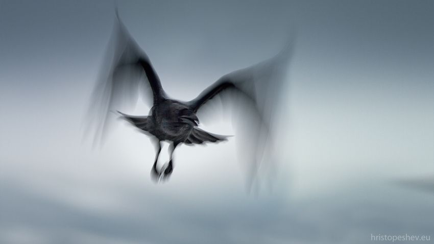 Raven / Ворон