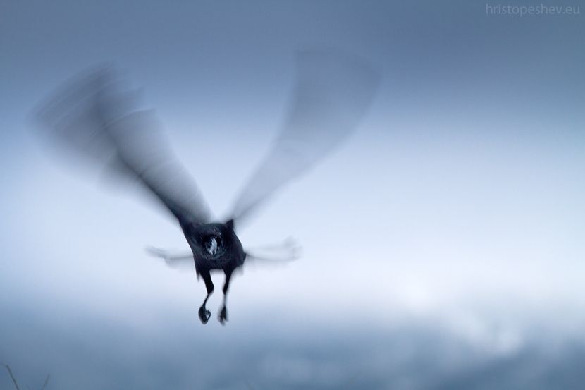 Raven / Ворон