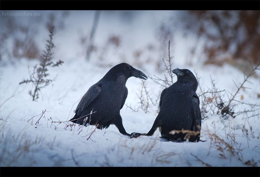 Raven / Ворон
