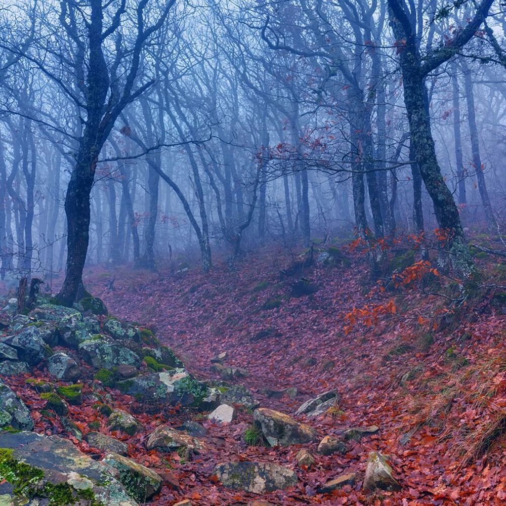 Туманная Медведь-Гора.