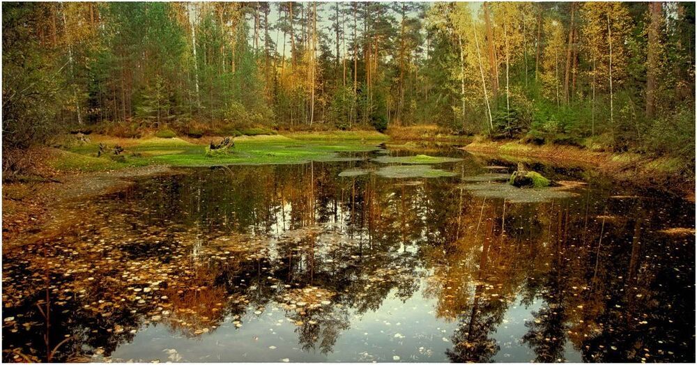 Там чудеса, там леший бродит...