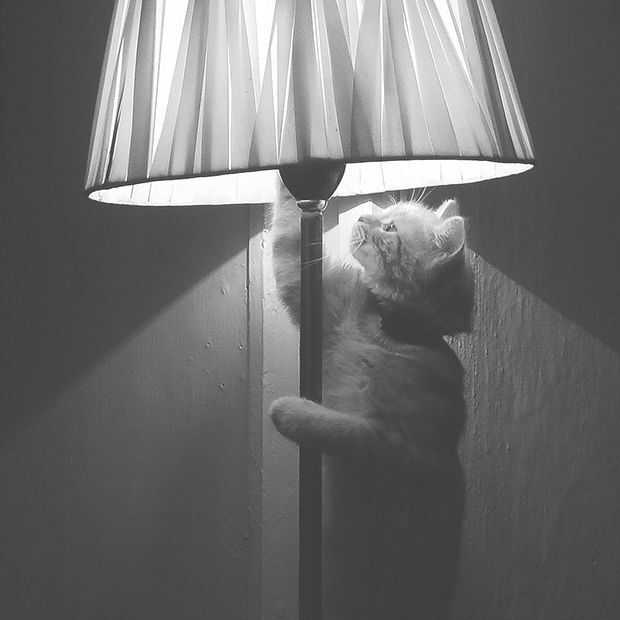 Коллажи и 2 фотки