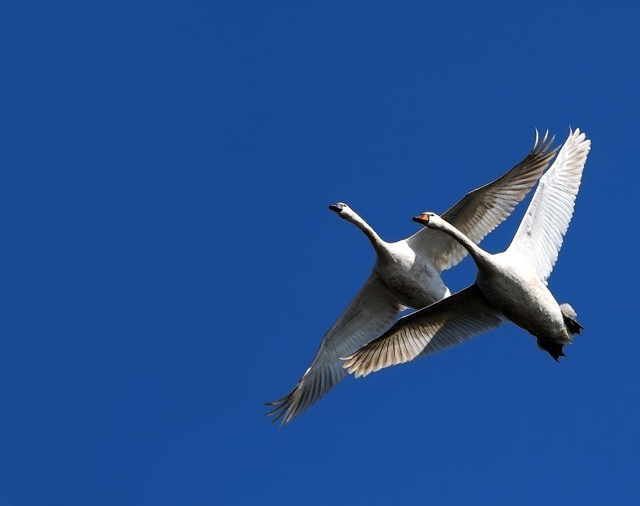Swan Tango