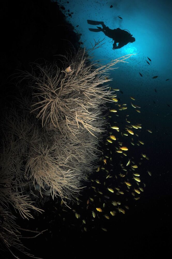 Moalboal. Pescador Island.