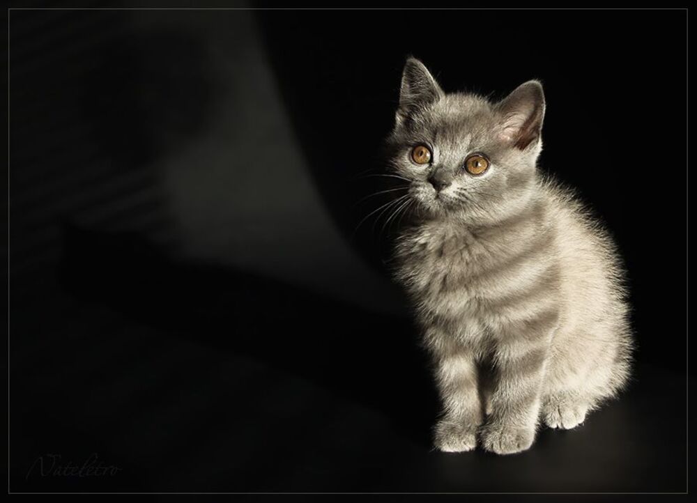 Кошкотени