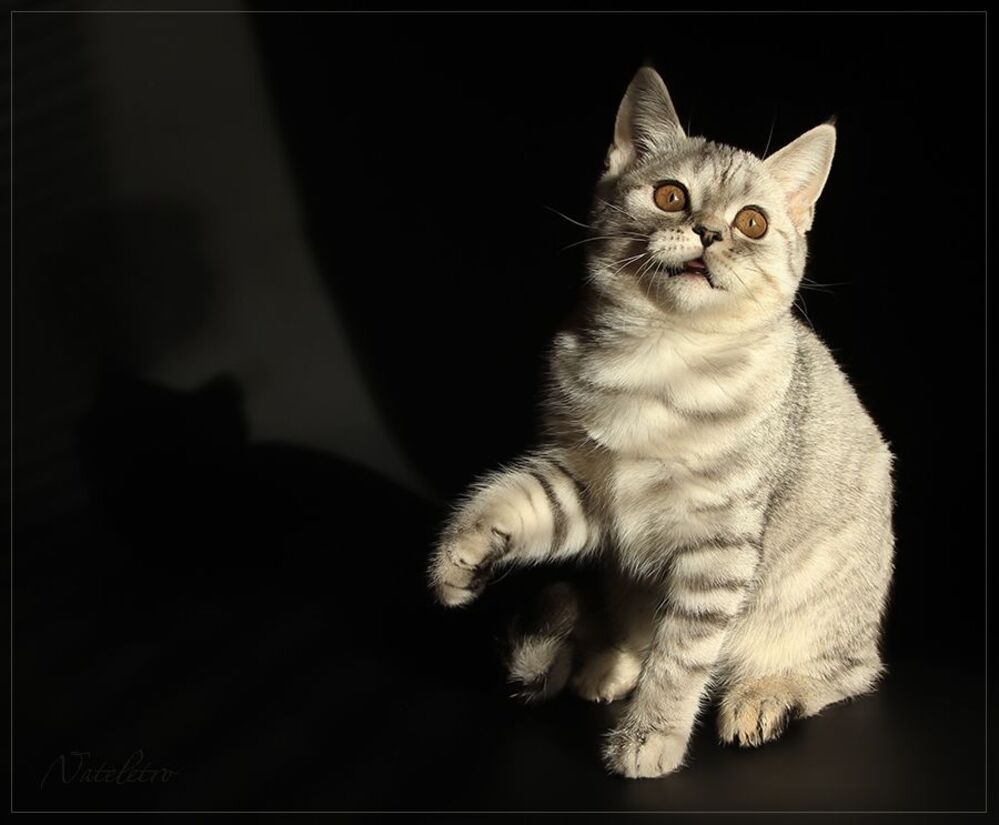 Кошкотени