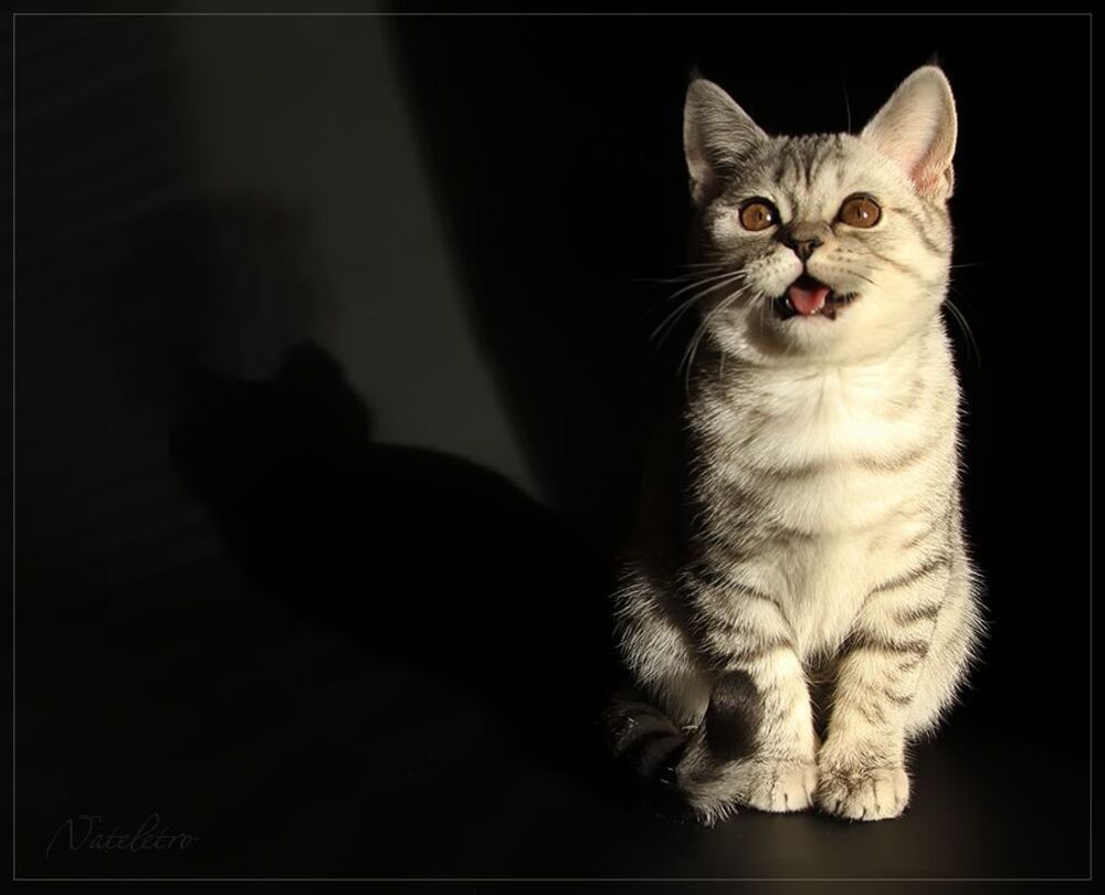 Кошкотени
