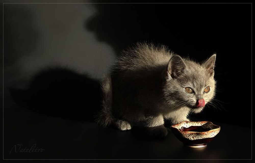 Кошкотени