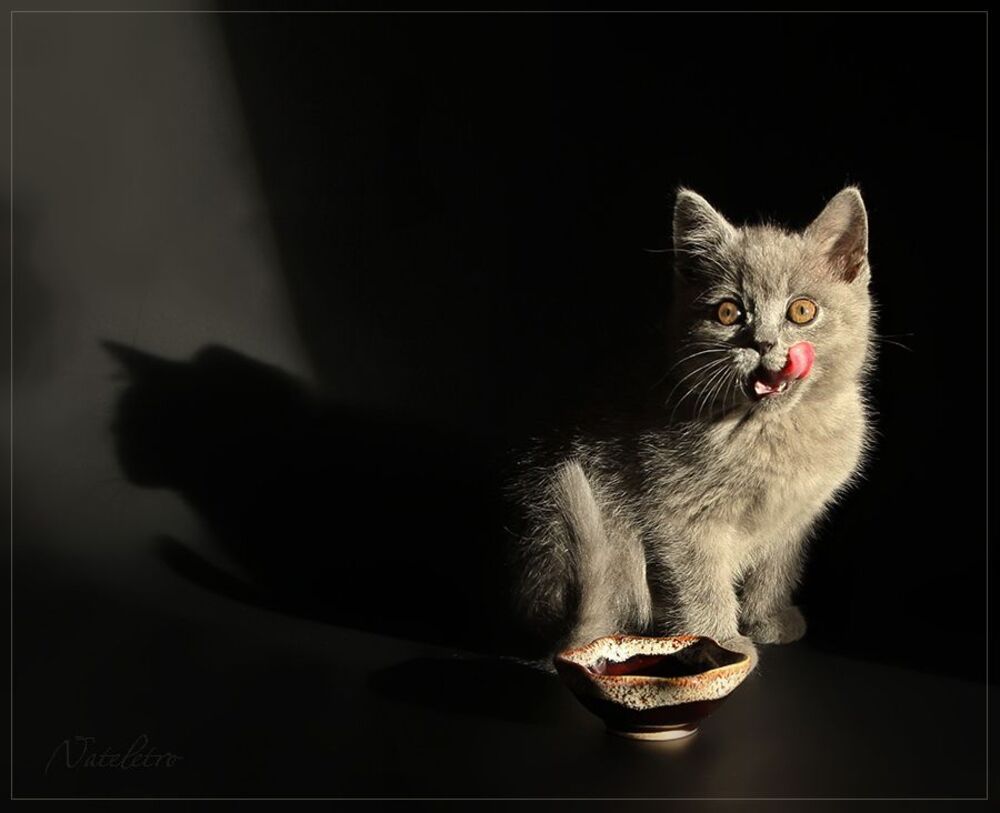 Кошкотени