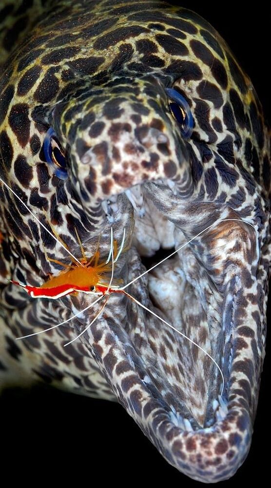Symbiosis