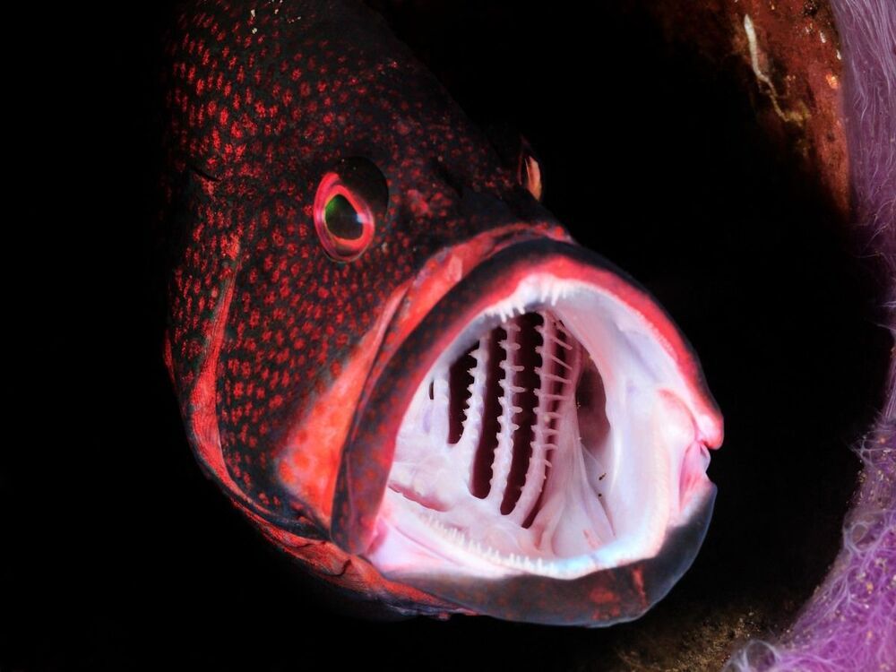 Jaw