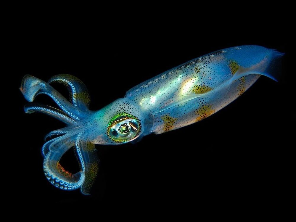 Squid