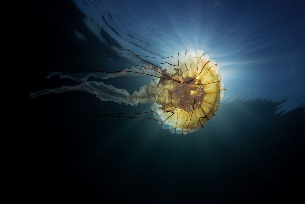 Compas Jellyfish.