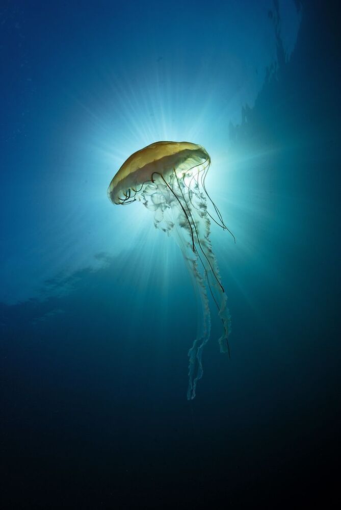 Compas Jellyfish.