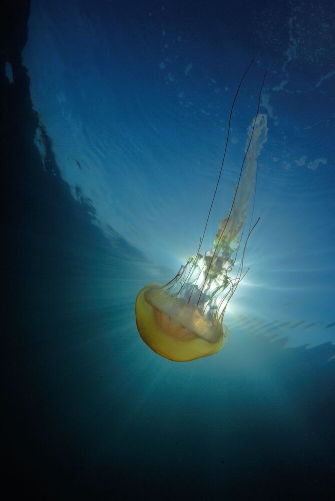 Compas Jellyfish.
