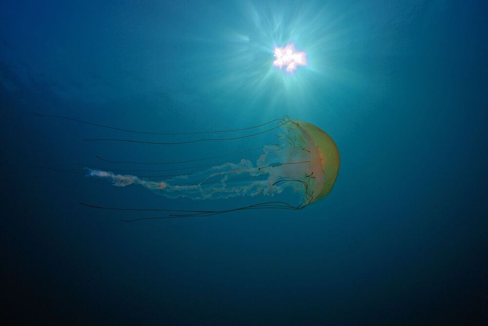Compas Jellyfish.