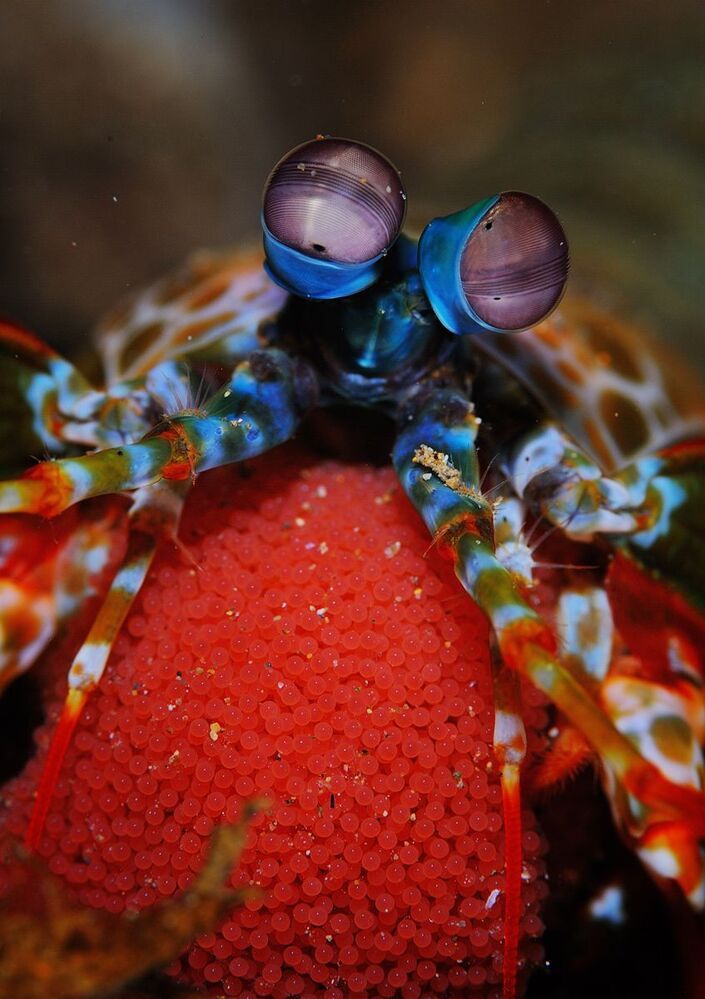 Peacock Mantis & Eggs