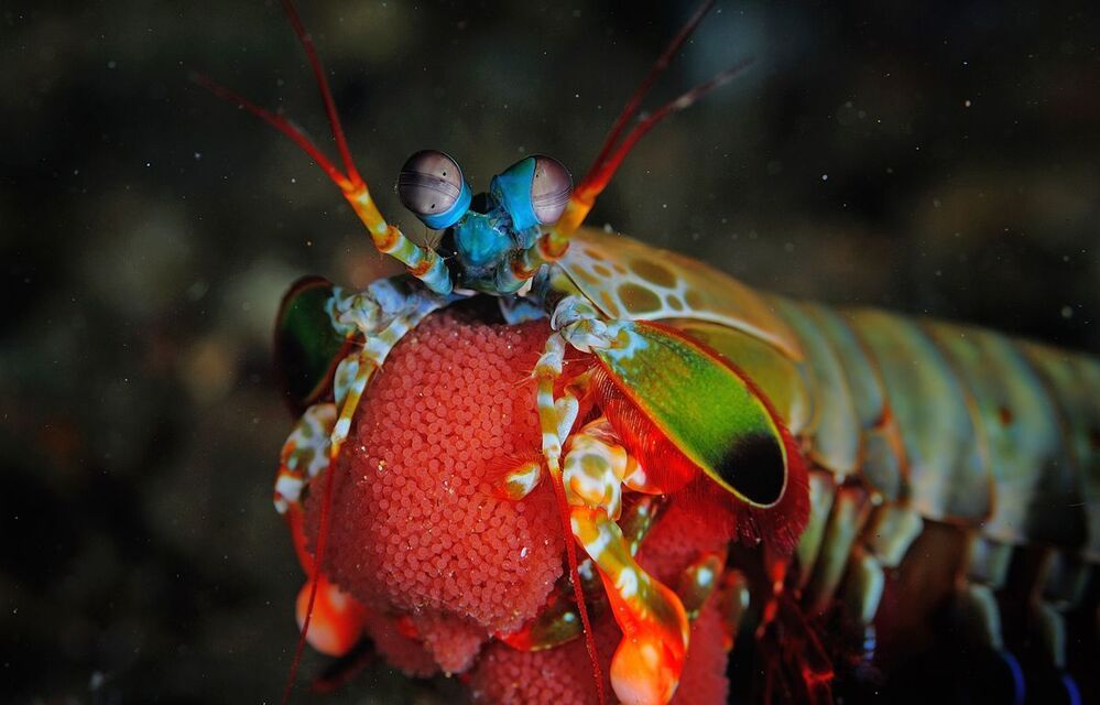 Peacock Mantis & Eggs