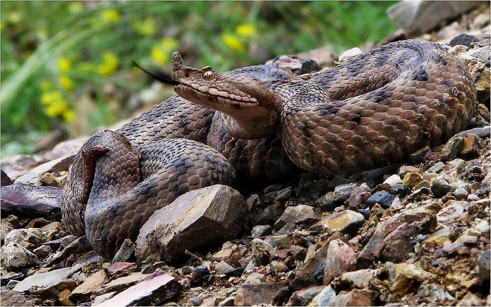Lady-Vipera ammodytes