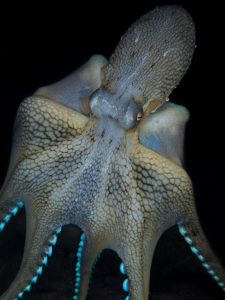 Octo
