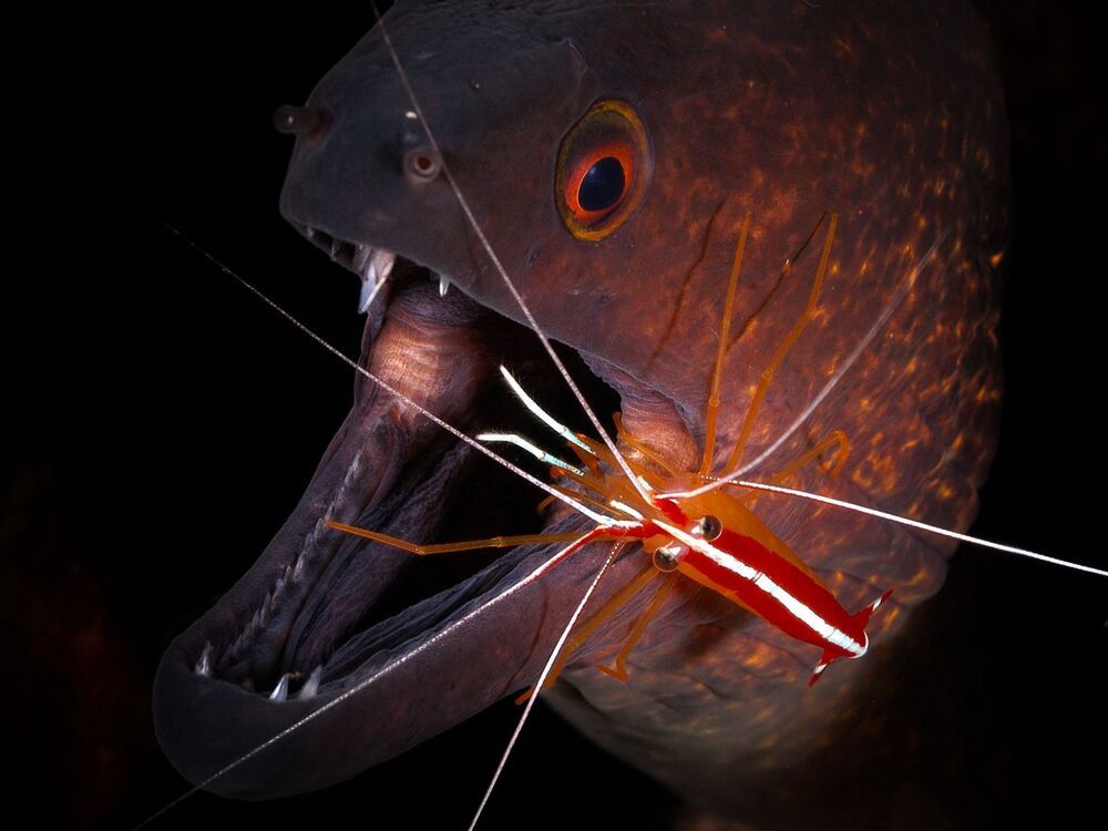 Dentist