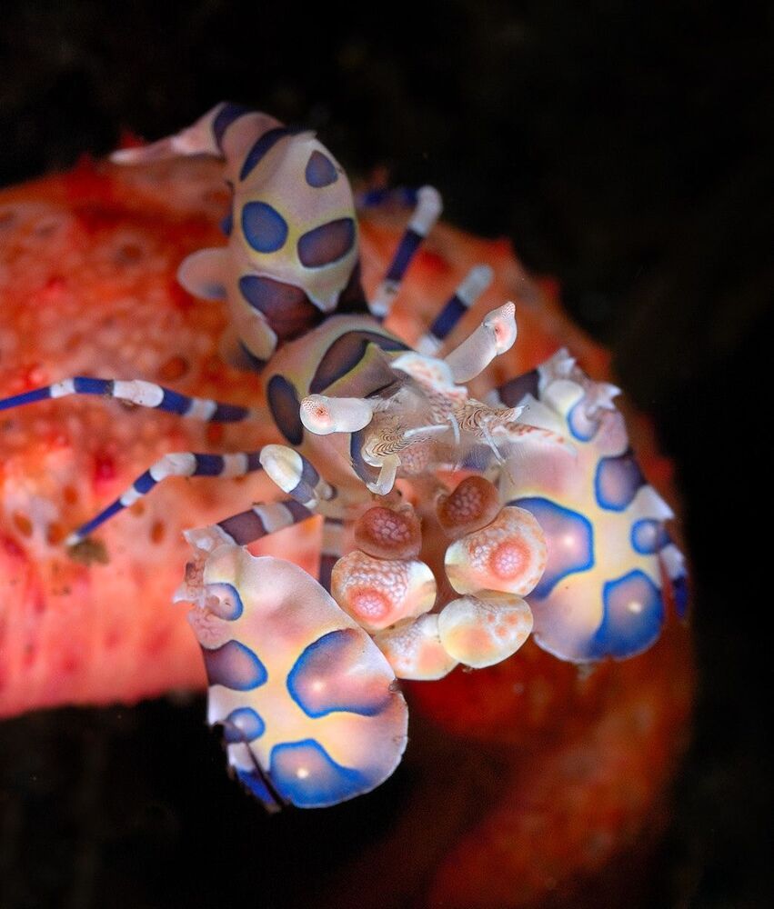 Harlequin