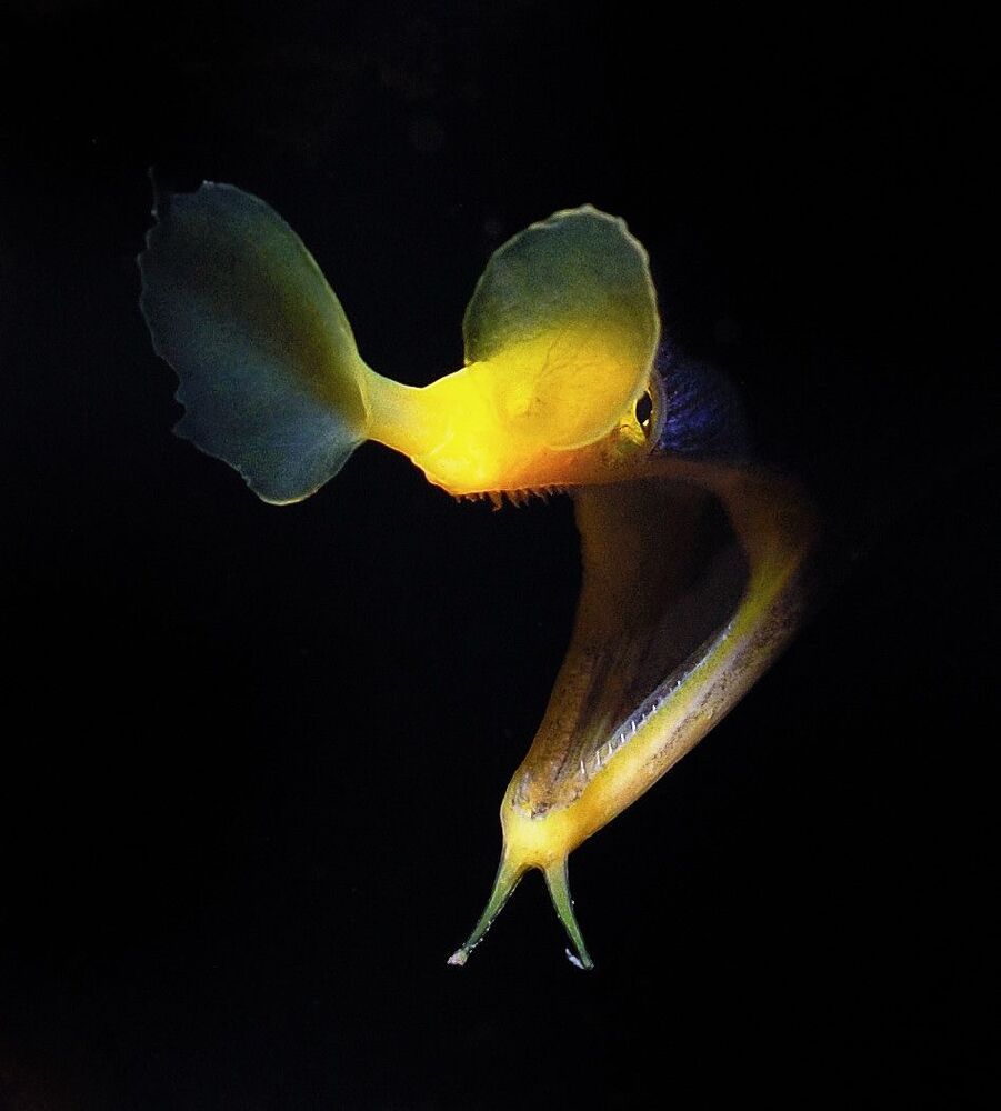Blue eel