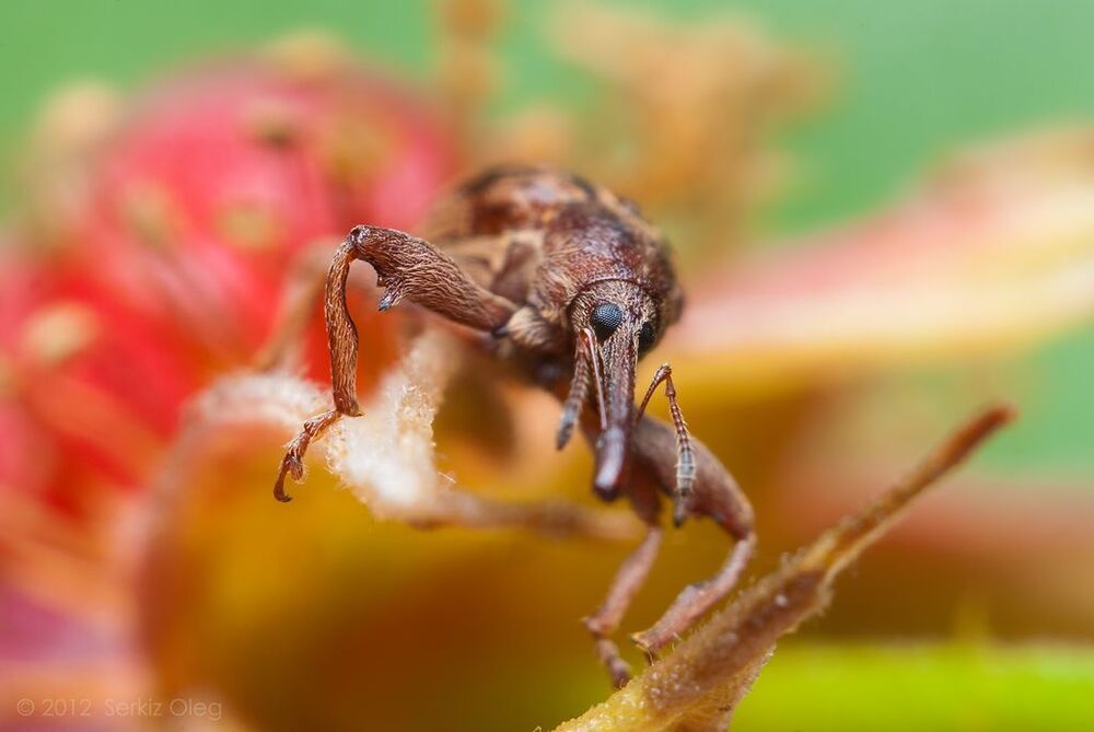 Adventures of weevil or nose out of focus