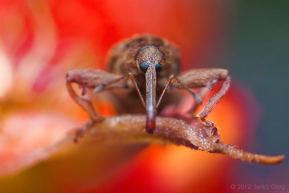 Adventures of weevil or nose out of focus