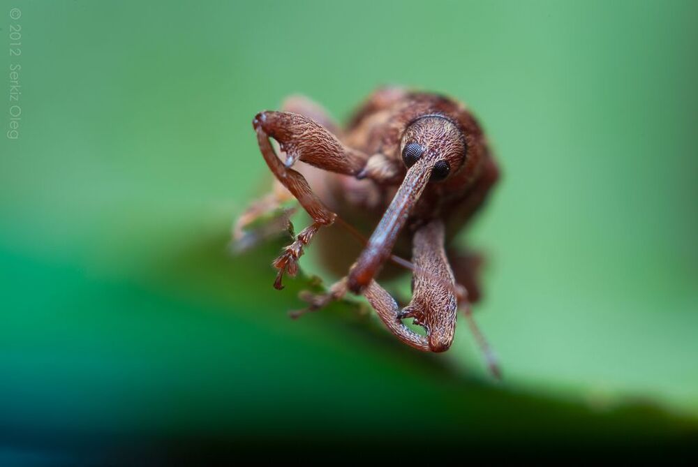 Adventures of weevil or nose out of focus