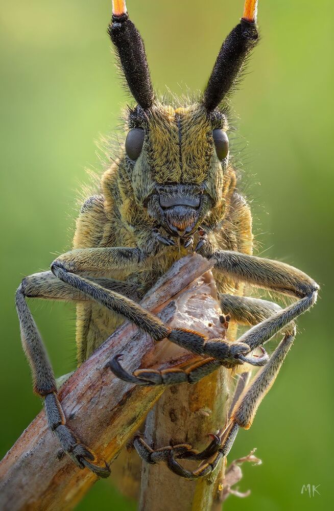 Усач