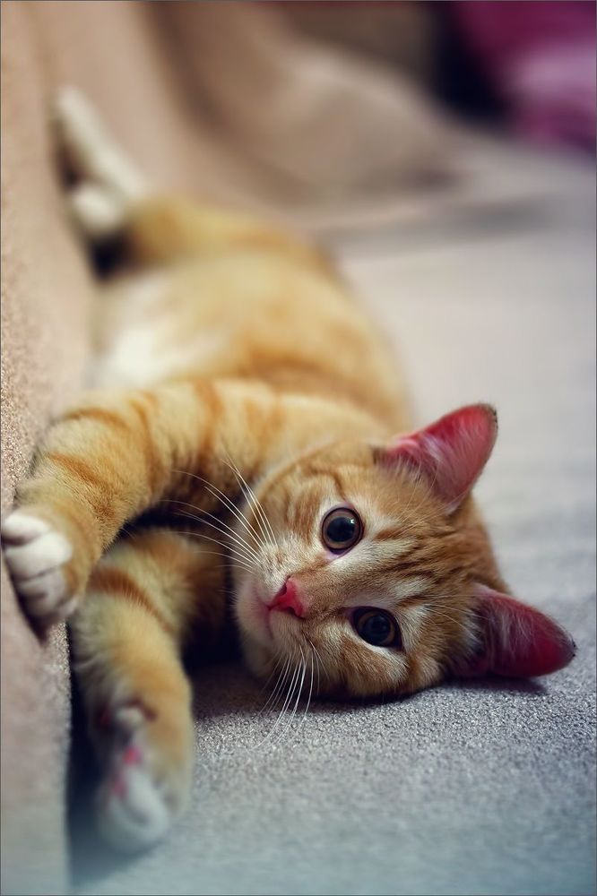 Котосессия