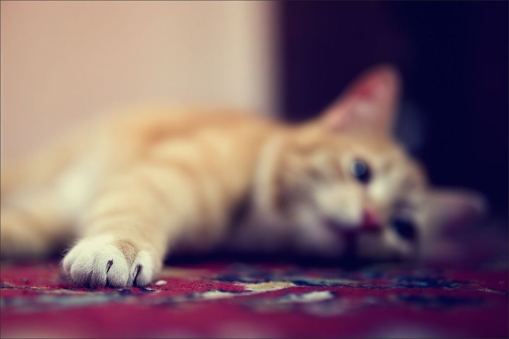 Котосессия
