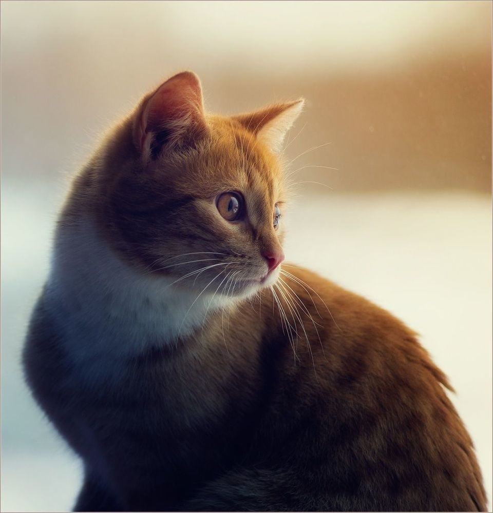 Котосессия