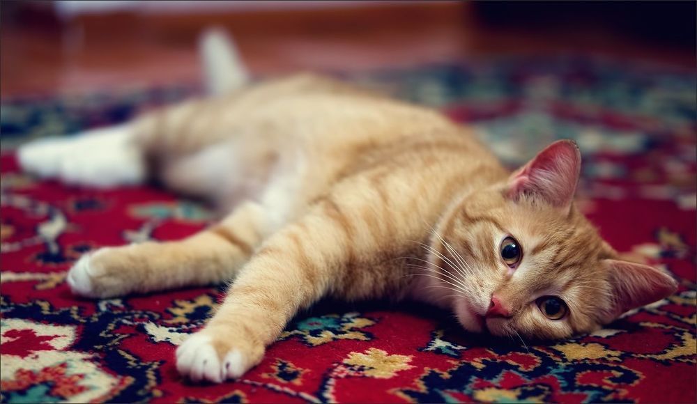 Котосессия