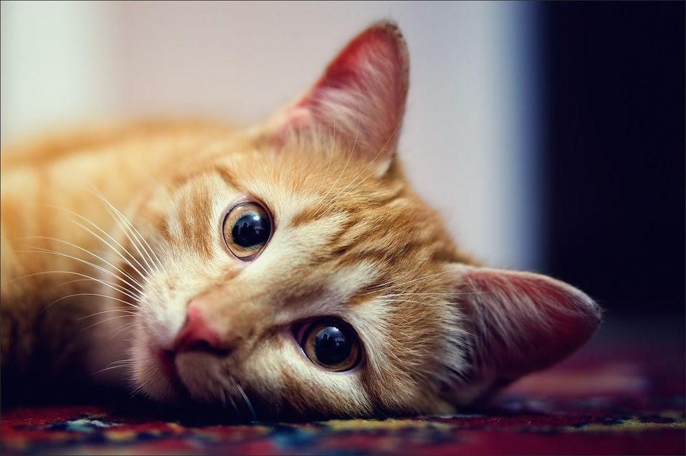 Котосессия