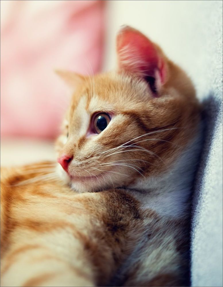 Котосессия