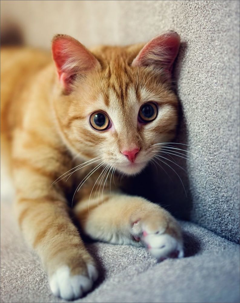 Котосессия