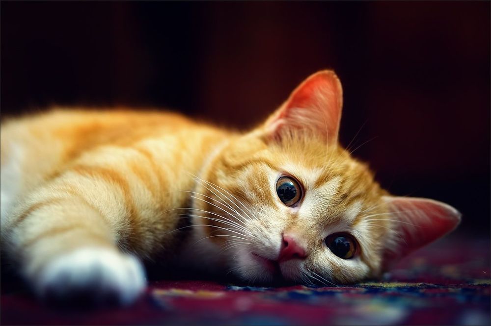Котосессия