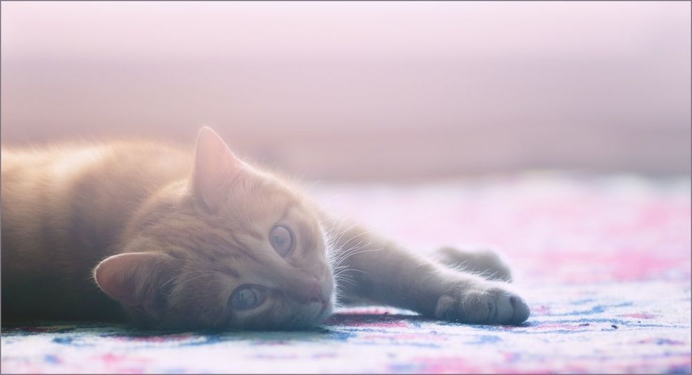 Котосессия