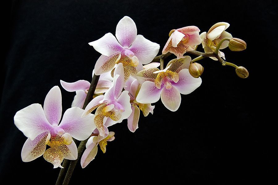 Phalaenopsis Philadelphia